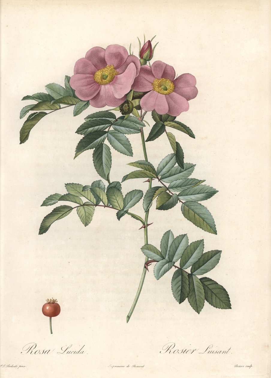 弗吉尼亚玫瑰，粉红色花朵 - Eau forte de Bessin，基于 Pierre Joseph Redoute (1759-1840) 的插图，来自 Les Roses 作者 皮埃尔·约瑟夫·雷杜特