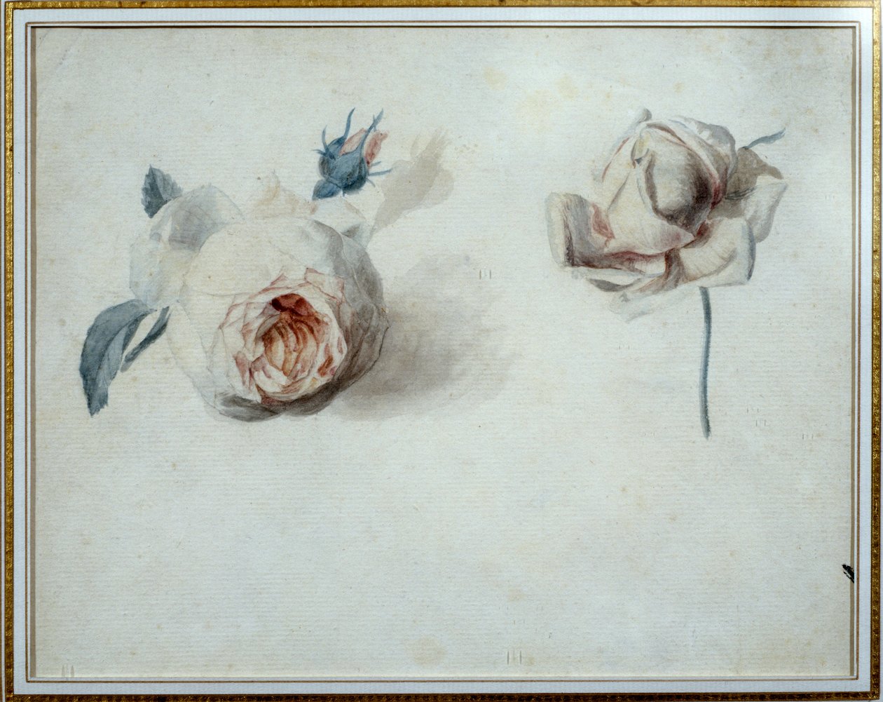 Pierre Joseph Redoute (1759-1840) 的玫瑰研究水彩画，19 世纪马尔迈松，城堡博物馆。 作者 皮埃尔·约瑟夫·雷杜特