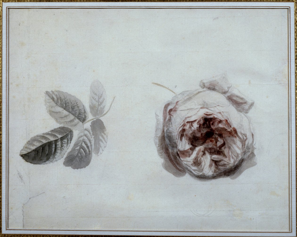 Pierre Joseph Redoute (1759-1840) 的玫瑰研究水彩画，19 世纪马尔迈松，城堡博物馆。 作者 皮埃尔·约瑟夫·雷杜特