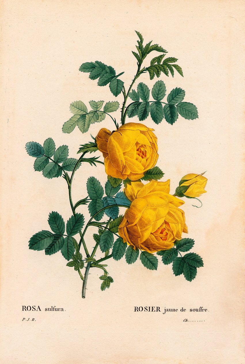 蔷薇硫磺，蔷薇，半球形蔷薇，黄蔷薇硫磺。 来自 Pierre Joseph Redoute 的“Les Roses”，巴黎的手绘点画铜版画 作者 皮埃尔·约瑟夫·雷杜特