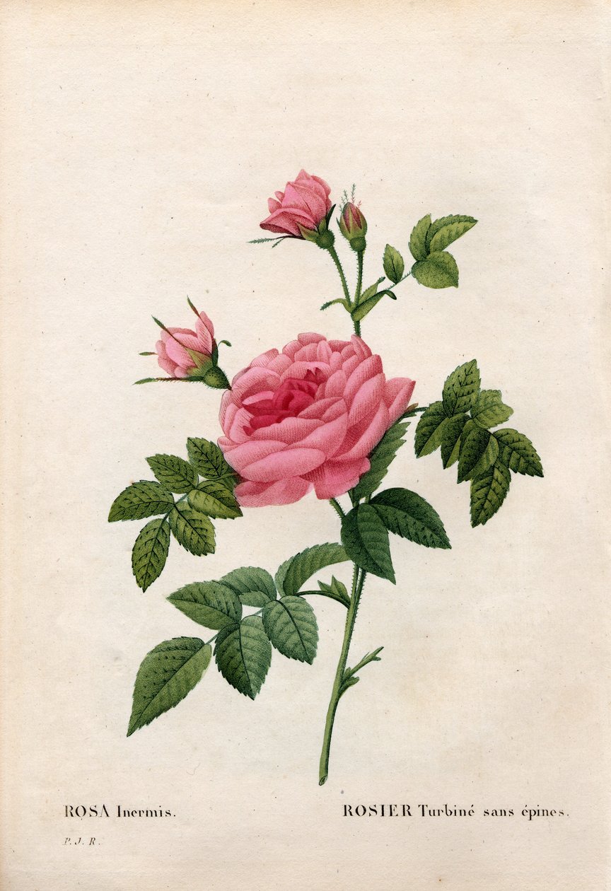 无刺玫瑰，无刺玫瑰，无刺玫瑰。 来自 Pierre Joseph Redoute 的“Les Roses”，巴黎的手绘点画铜版画 作者 皮埃尔·约瑟夫·雷杜特