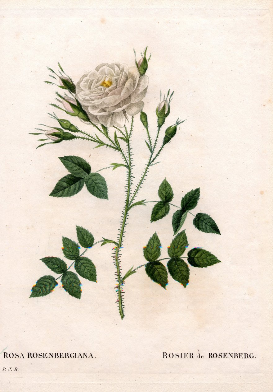 罗森伯格的玫瑰，Rosa francofurtana品种，Rosier de Rosenberg。皮埃尔-约瑟夫-雷杜特的《玫瑰花》中的手绘立体铜版画，巴黎 作者 皮埃尔·约瑟夫·雷杜特