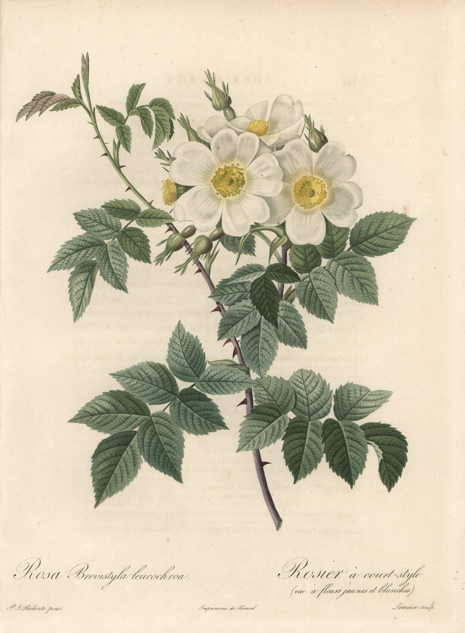 Rosier 一种短款，带有黄色和白色花朵的品种 - Langlois Charlin 的 Eau forte，来自 Pierre Joseph Redoute（1759-1840）的插图，摘自 Les Roses 作者 皮埃尔·约瑟夫·雷杜特
