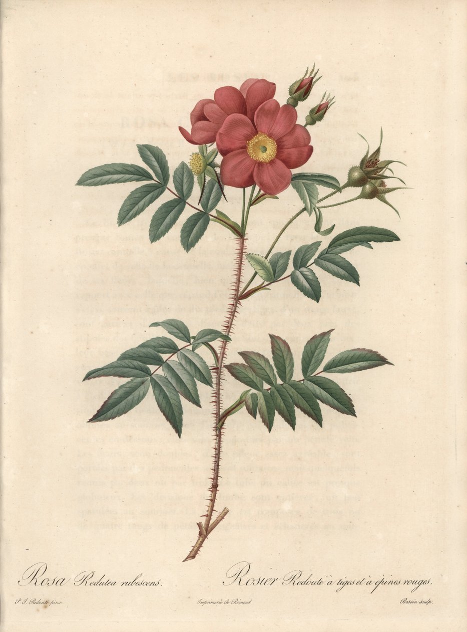 Rosier brillante - Eau forte de Bessin，基于 Pierre Joseph Redoute (1759-1840) 的插图，来自 Les Roses 作者 皮埃尔·约瑟夫·雷杜特