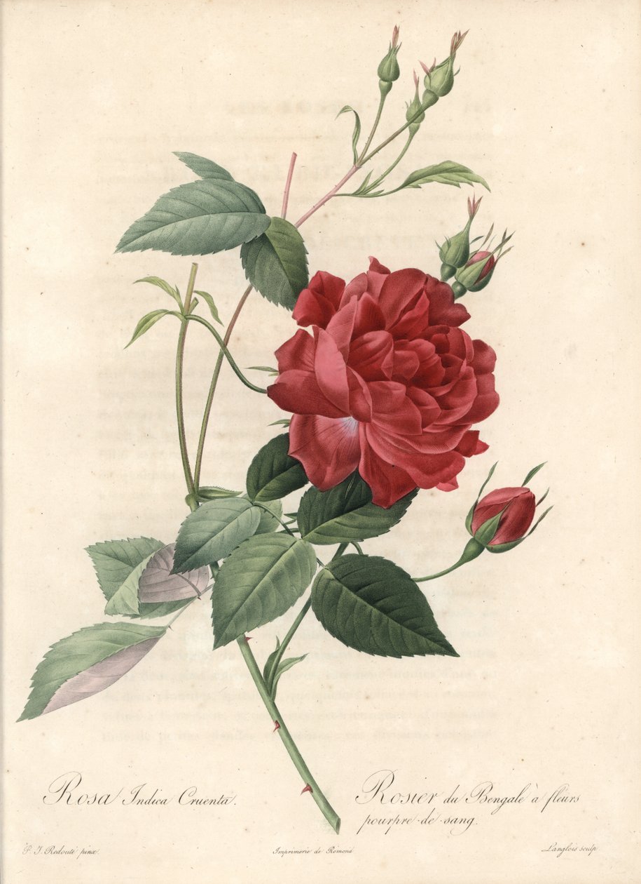 Rosier de Chine - Eau forte de Langlois, based on an illustration by Pierre Joseph Redoute (1759-1840), from Les Roses 作者 皮埃尔·约瑟夫·雷杜特
