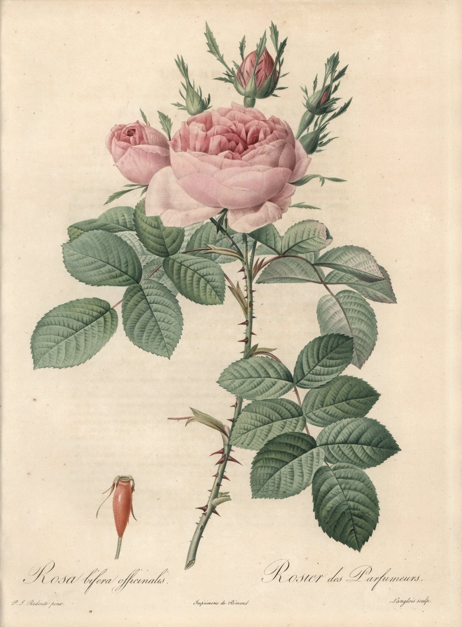 Rosier de Damascus - Eau forte de Langlois，基于 Pierre Joseph Redoute (1759-1840) 的插图，来自 Les Roses 作者 皮埃尔·约瑟夫·雷杜特