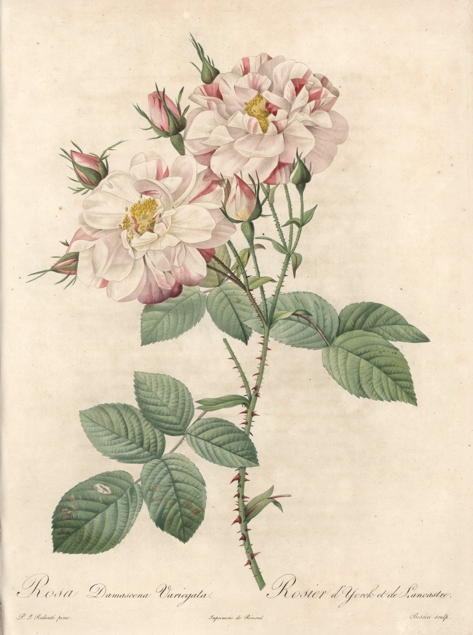 Rosier de Damascus，品种 York 和 Lancaster - Eau forte de Bessin，来自 Pierre Joseph Redoute（1759-1840）的插图，来自 Les Roses 作者 皮埃尔·约瑟夫·雷杜特