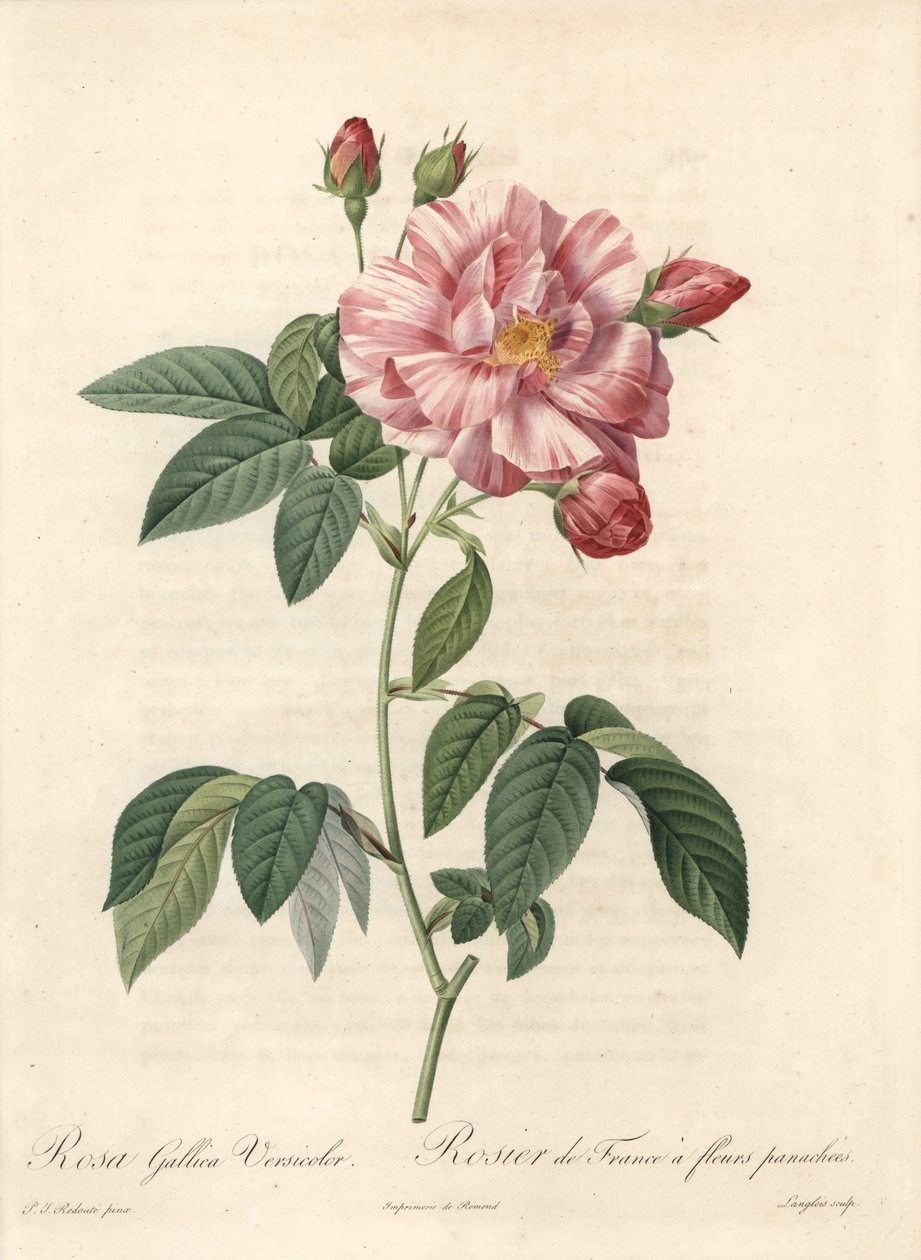 Rosier de France ou rose de Provins, variete versicolor - Eau forte de Langlois, d