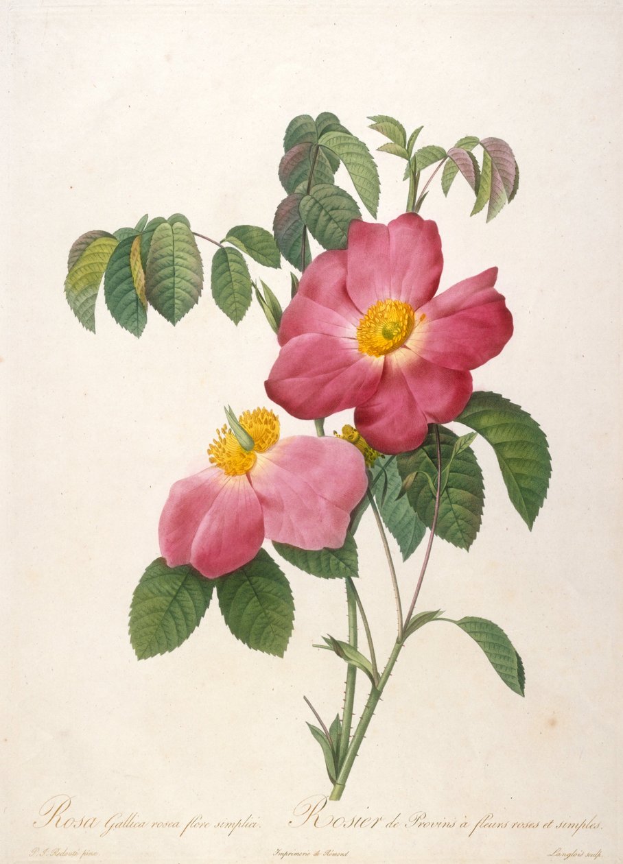 Rosier de Provinsi 来自La Couronne de roses, 1817-1824。 作者 皮埃尔·约瑟夫·雷杜特