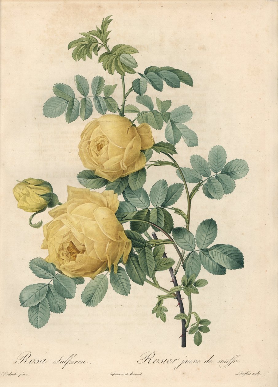 Rosier des Turks - Eau forte de Langlois，基于 Pierre Joseph Redoute (1759-1840) 的插图，来自 Les Roses 作者 皮埃尔·约瑟夫·雷杜特