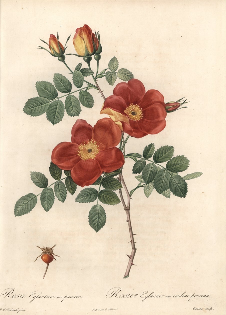 Rosier fetide或奥地利的荆棘 - Eau forte de Coutan，根据Pierre Joseph Redoute（1759-1840）的插图，出自《玫瑰》。 作者 皮埃尔·约瑟夫·雷杜特