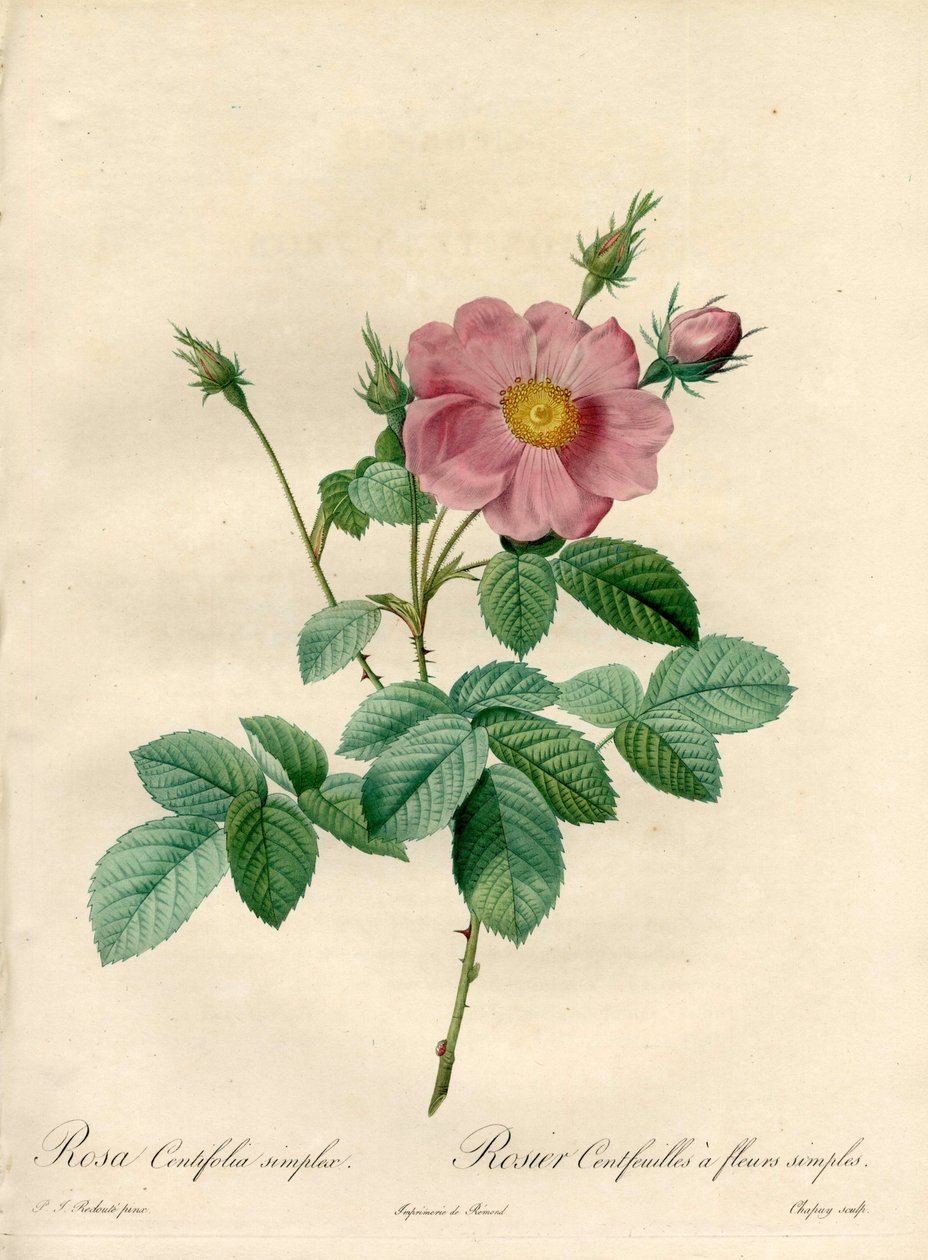 Rosier 百叶与简单的花朵 - Eau forte de Chapuy，来自 Pierre Joseph Redoute（1759-1840）的插图，来自 Les Roses 作者 皮埃尔·约瑟夫·雷杜特