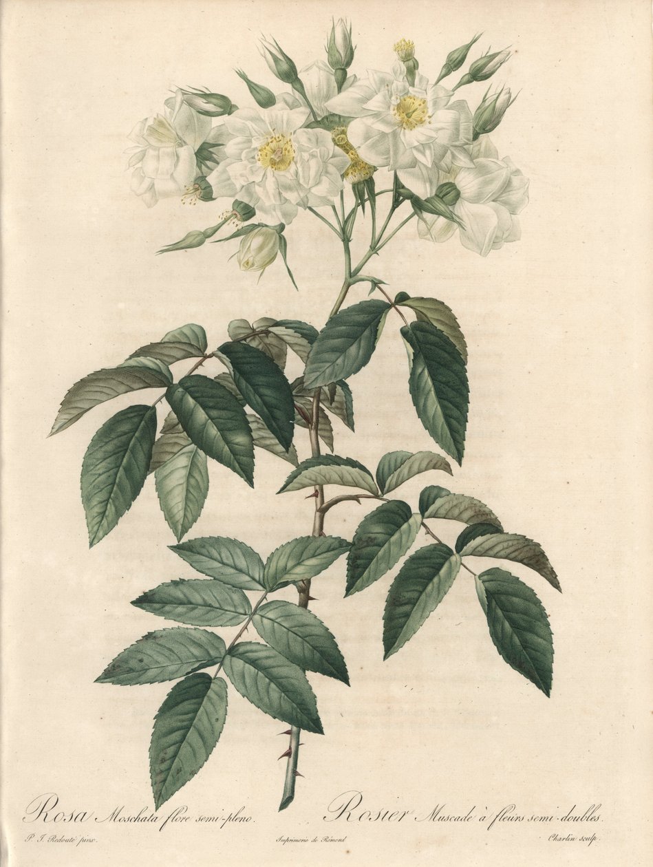 玫瑰麝香，双花 - Eau forte de Charlin，来自 Pierre Joseph Redoute (1759-1840) 的插图，摘自 Les Roses 作者 皮埃尔·约瑟夫·雷杜特
