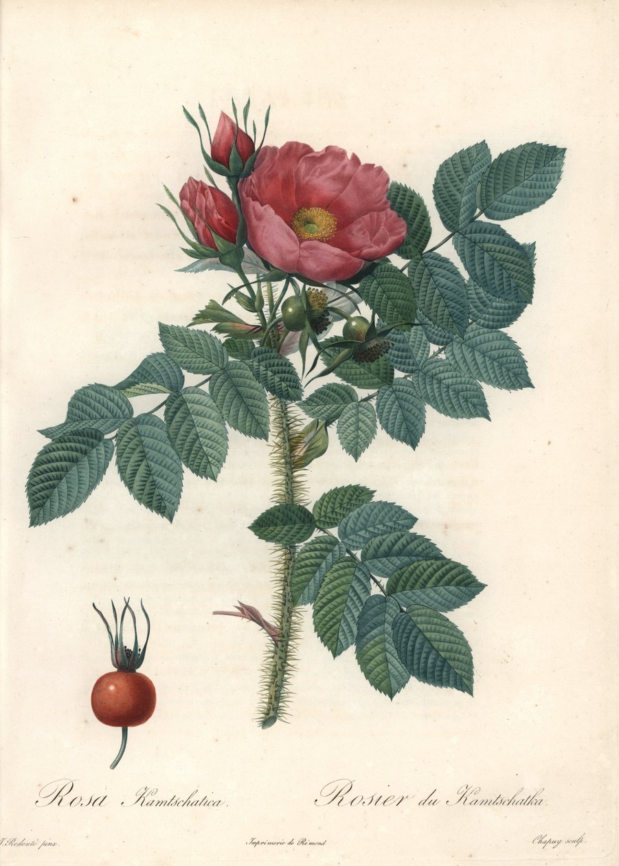 粗玫瑰或堪察加玫瑰 - Eau forte de Chapuy，来自 Pierre Joseph Redoute (1759-1840) 的插图，来自 Les Roses 作者 皮埃尔·约瑟夫·雷杜特