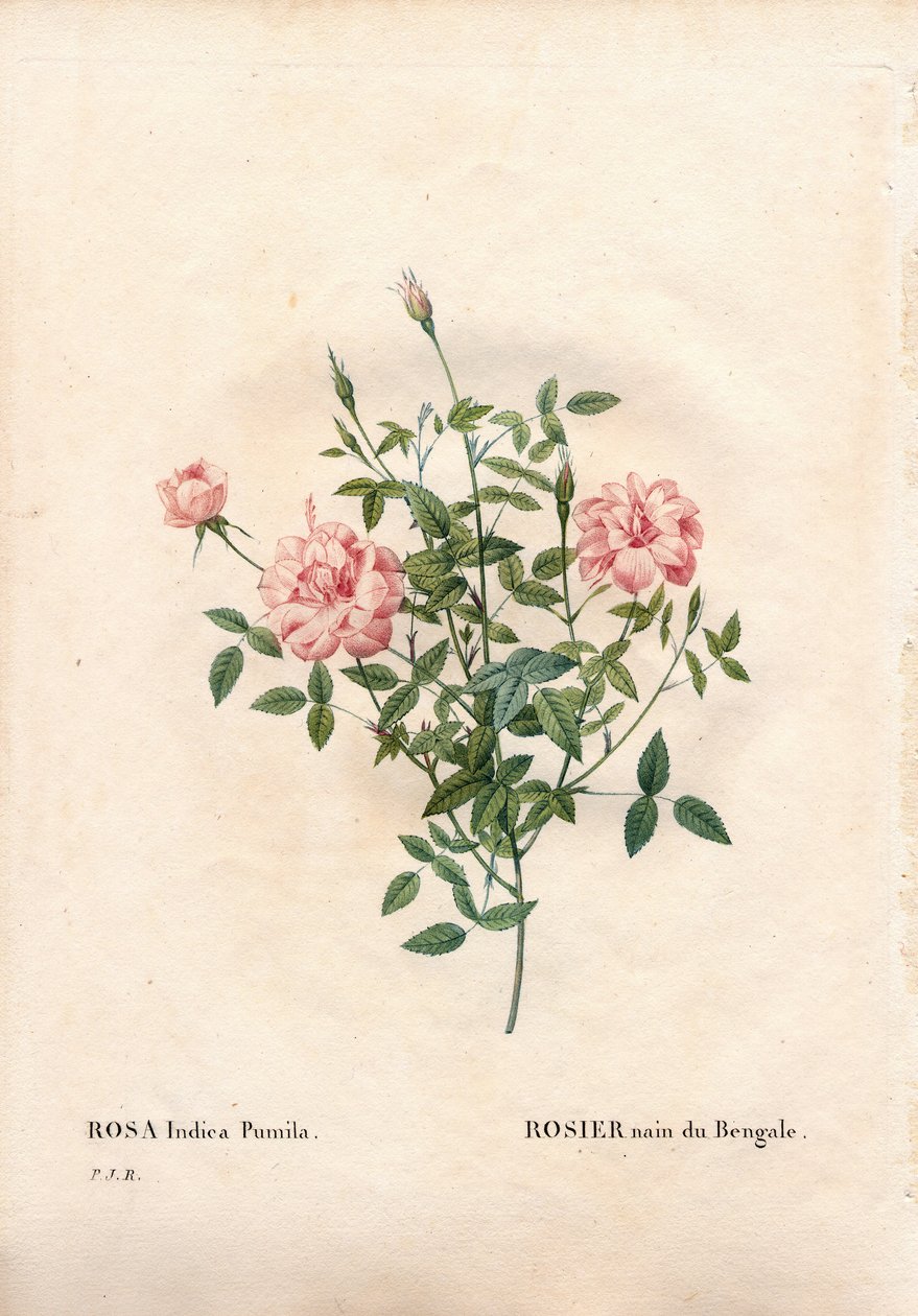 Rouletii 玫瑰，蔷薇变种。 minima Rouletii，孟加拉矮玫瑰。 来自 Pierre Joseph Redoute 的“Les Roses”，巴黎的手绘点画铜版画 作者 皮埃尔·约瑟夫·雷杜特