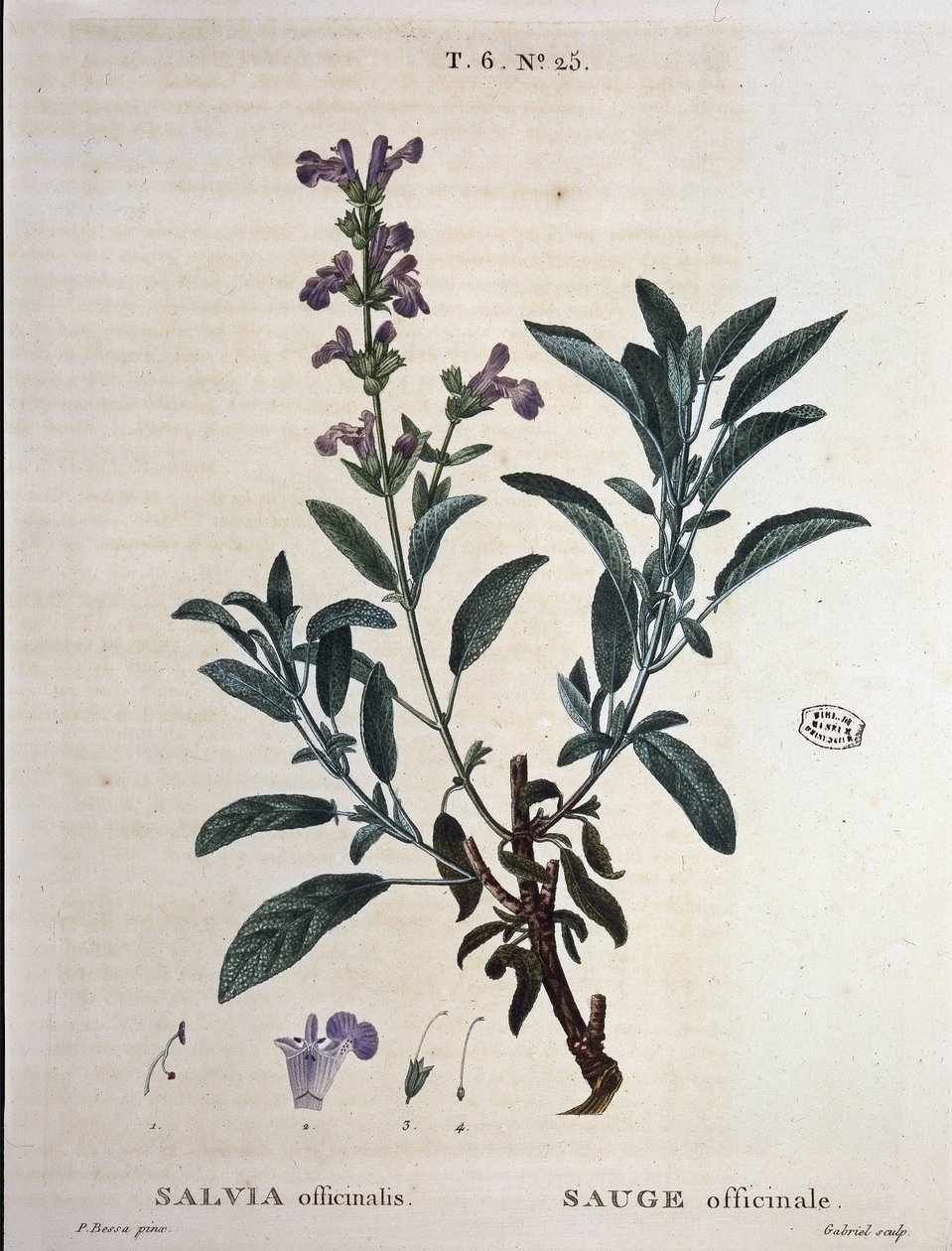 Sage officinale - 载于 "Nouveau Duhamel ou traité des arbres et shrustes que le crove en France"，由P.J. Redouté和P. P. 绘制。巴黎的贝萨 作者 皮埃尔·约瑟夫·雷杜特