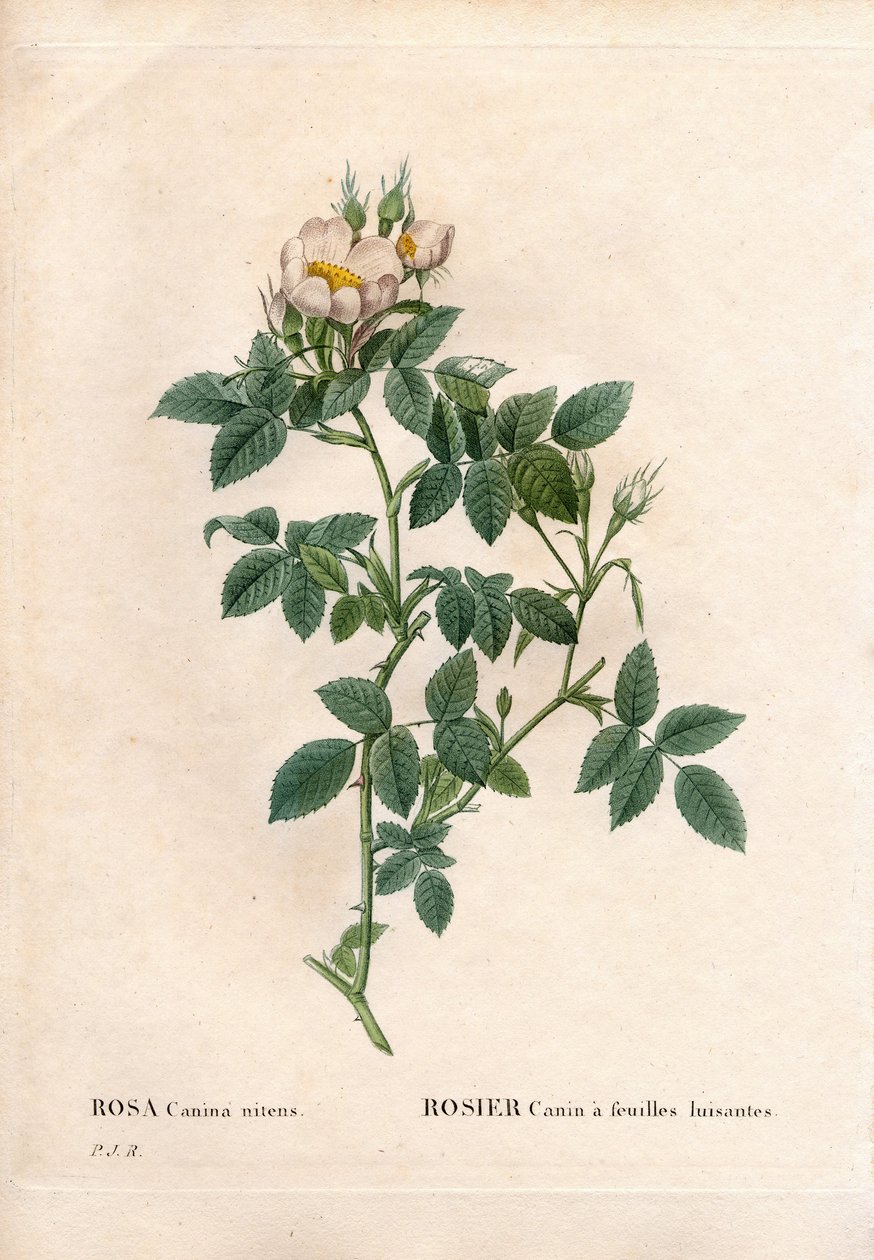 亮叶狗玫瑰、犬蔷薇品种、带亮叶的犬玫瑰。 来自 Pierre Joseph Redoute 的“Les Roses”，巴黎的手绘点画铜版画 作者 皮埃尔·约瑟夫·雷杜特
