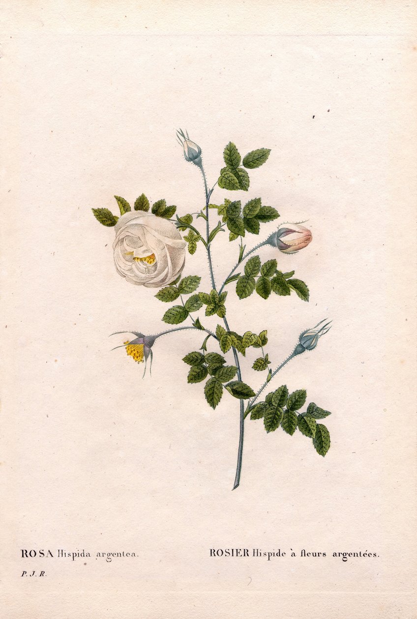 银花蔷薇、毛蔷薇品种、带银花的粉红蔷薇。 来自 Pierre Joseph Redoute 的“Les Roses”，巴黎的手绘点画铜版画 作者 皮埃尔·约瑟夫·雷杜特