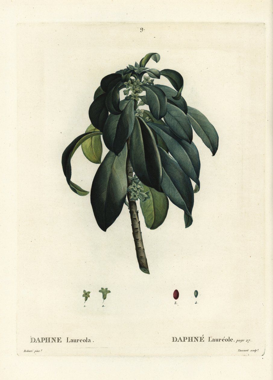 Spurge laurel, Daphne laureola. Handcoloured stipple engraving by Tassaert after an illustration by Pierre-Joseph Redoute from Henri Louis Duhamel du Moncel