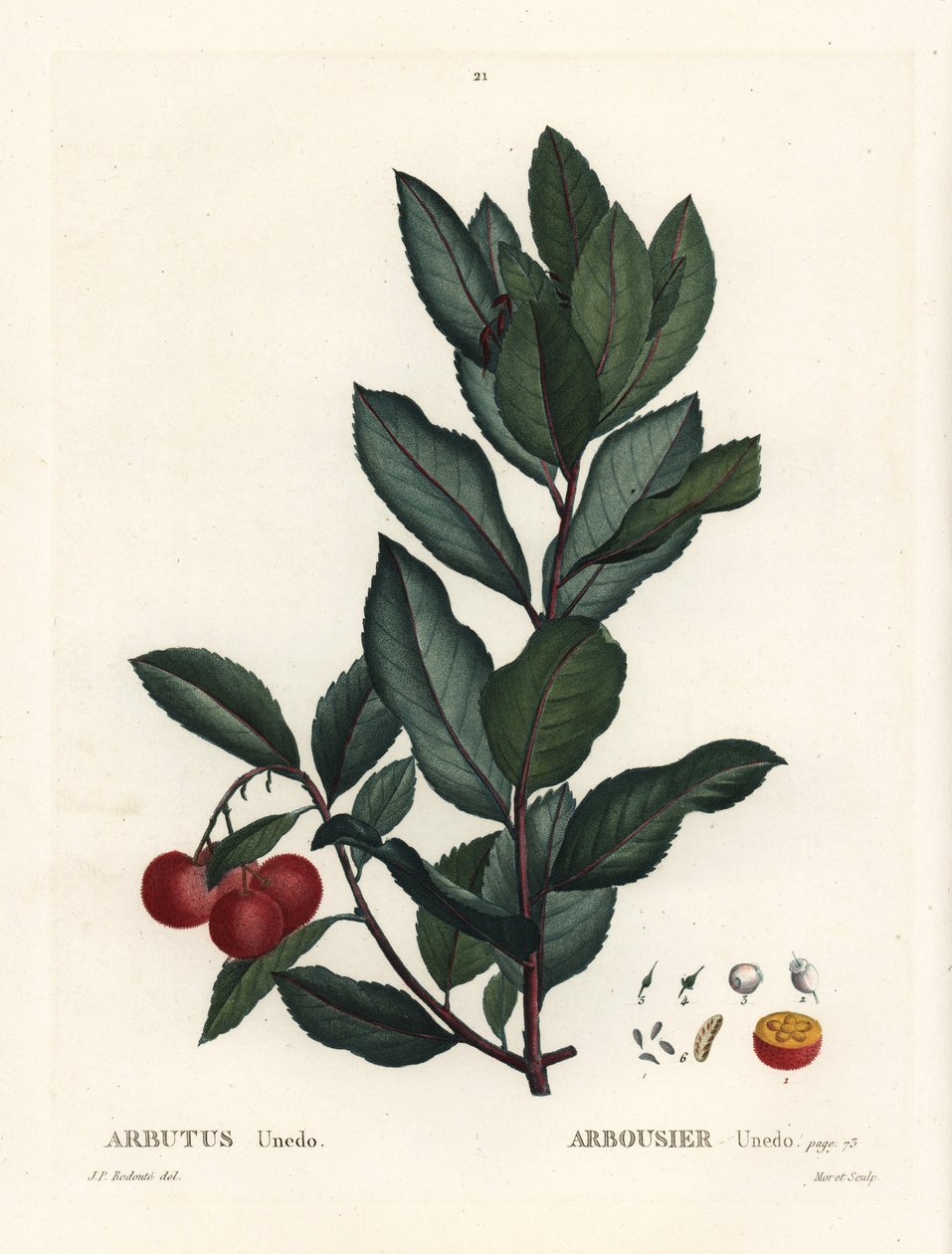 草莓树，杨梅unedo。 来自 Henri Louis Duhamel du Monceau