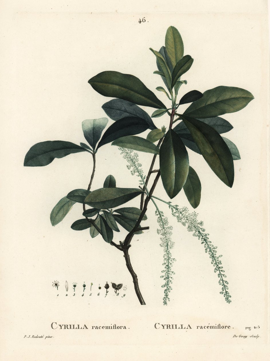 沼泽西里拉，西里拉花属。 De Gouy 手绘点画版画，由巴黎 Henri Louis Duhamel du Moncel 的 Treat des Arbres et Shrustes 的 Pierre-Joseph Redoute 绘制 作者 皮埃尔·约瑟夫·雷杜特