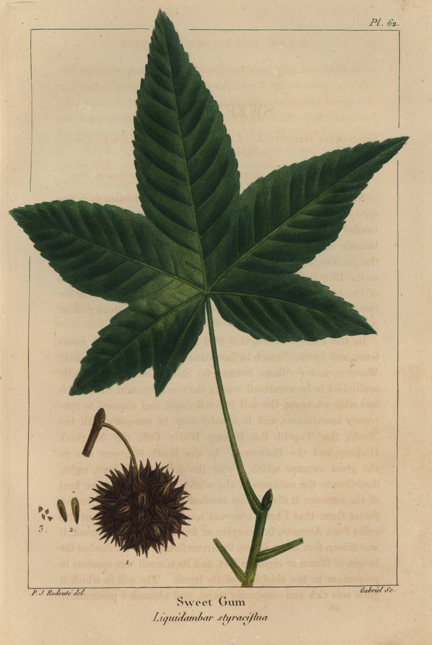 甜胶树，Liquidambar styraciflua（雕刻）。 作者 皮埃尔·约瑟夫·雷杜特