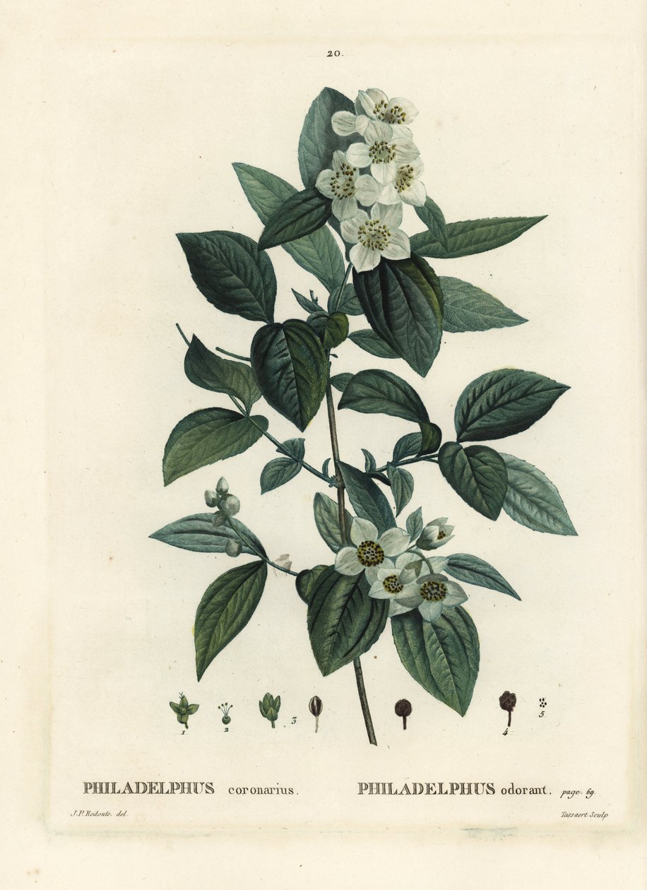甜橙，英国山茱萸，Philadelphus coronarius。Tassaert根据Pierre-Joseph Redoute的插图进行的手绘，该插图出自Henri Louis Duhamel du Moncel的《Treat des Trees et Shrustes》，巴黎。 作者 皮埃尔·约瑟夫·雷杜特