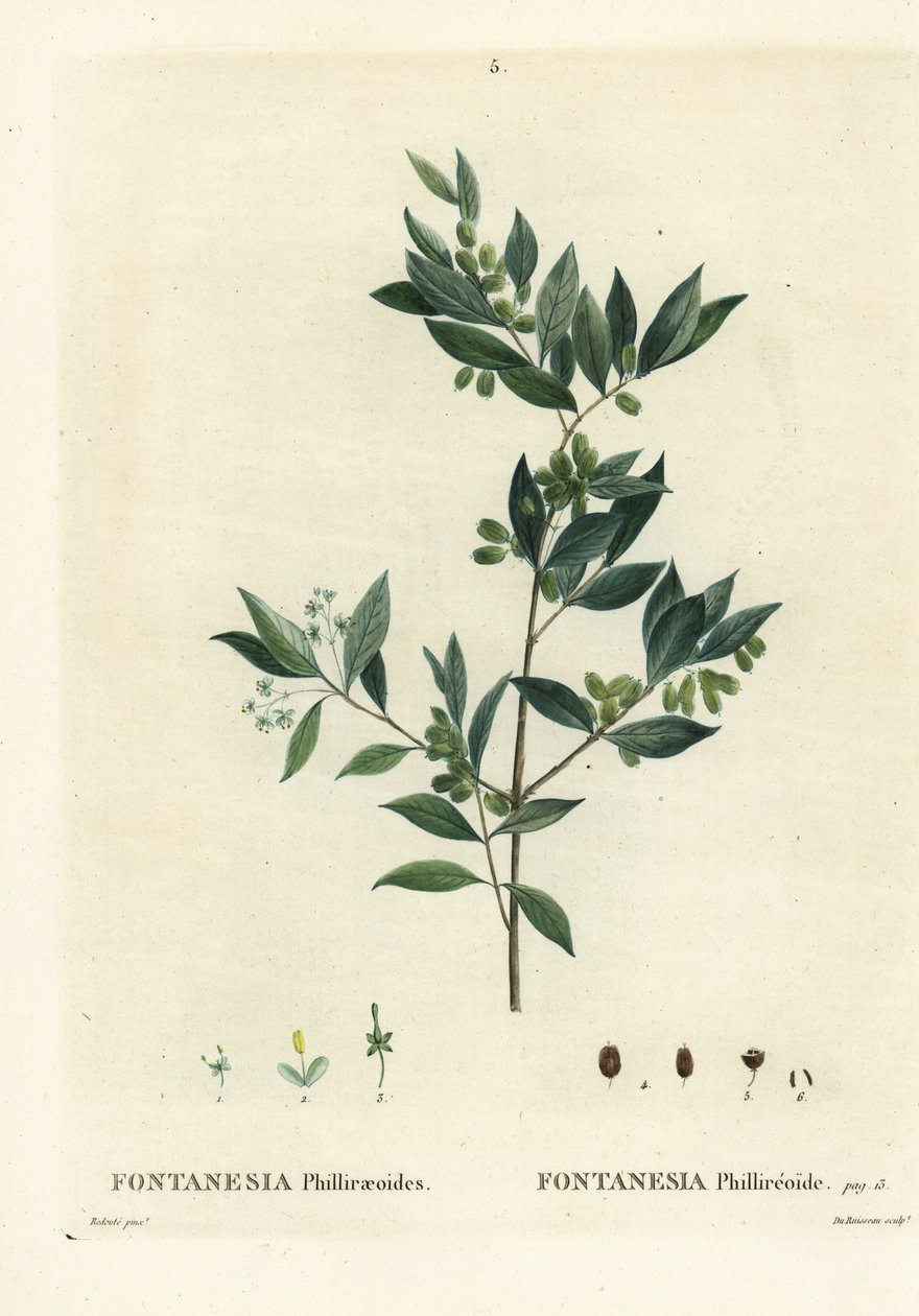 Syrian privet, Fontanesia phillyreoides. Handcoloured stipple engraving by Du Ruisseau after an illustration by Pierre-Joseph Redoute from Henri Louis Duhamel du Moncel
