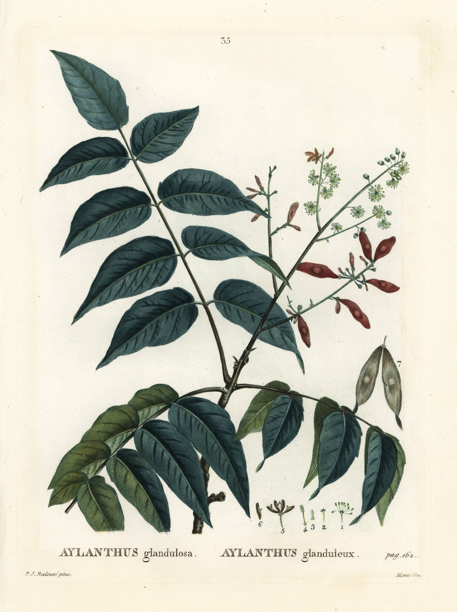 天堂之树，Ailanthus或chouchun，Ailanthus altissima（Aylanthus glandulosa）。莫雷特根据皮埃尔-约瑟夫-雷杜特（Pierre-Joseph Redoute）从亨利-路易斯-杜哈梅尔-杜蒙塞尔（Henri Louis Duhamel du Moncel）的《树木与树皮》（Treat des Arbres et Shrustes）中绘制的插图进行的手绘硬笔雕刻，巴黎 作者 皮埃尔·约瑟夫·雷杜特