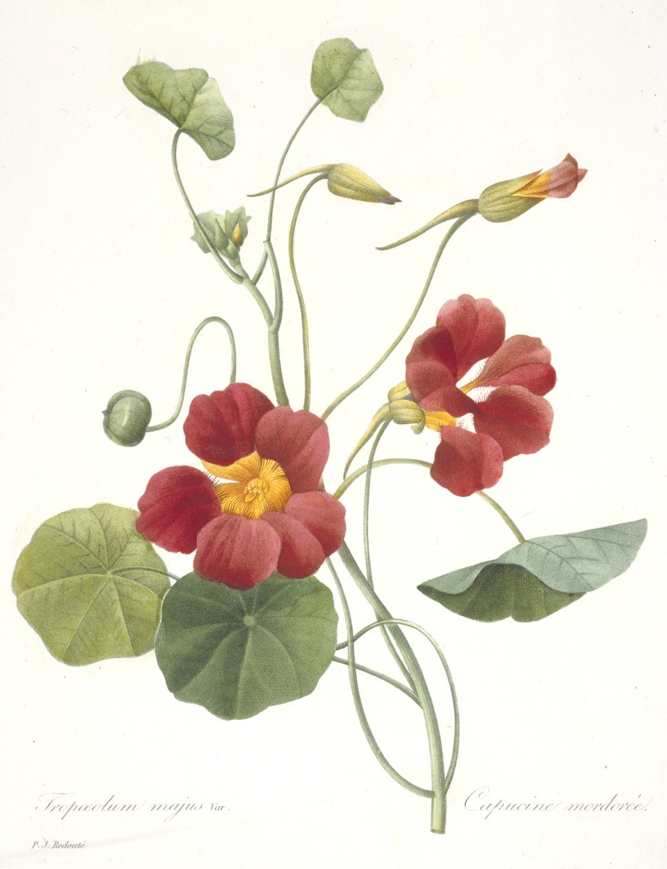 Tropaeolum majus（Garden Nasturtium），1827 作者 皮埃尔·约瑟夫·雷杜特
