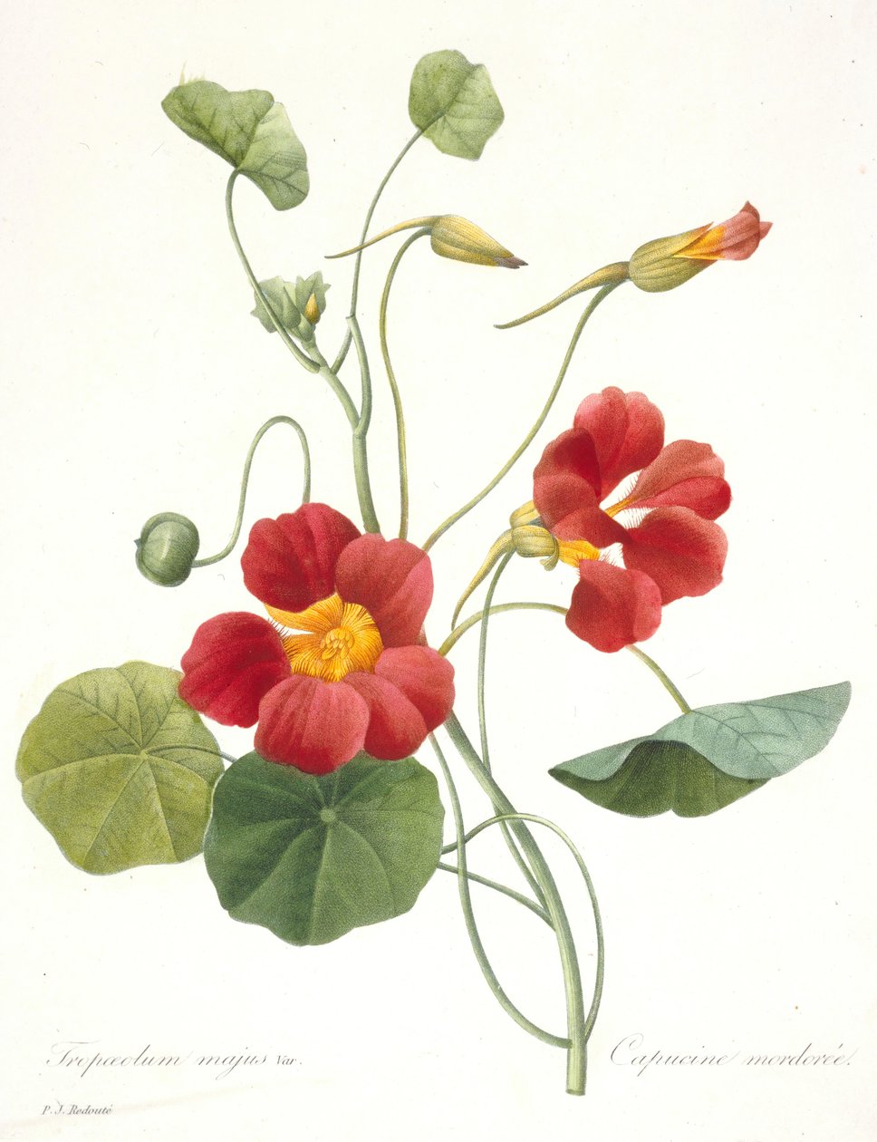 Tropaeolum majus 花园金雀花，1827年。 作者 皮埃尔·约瑟夫·雷杜特