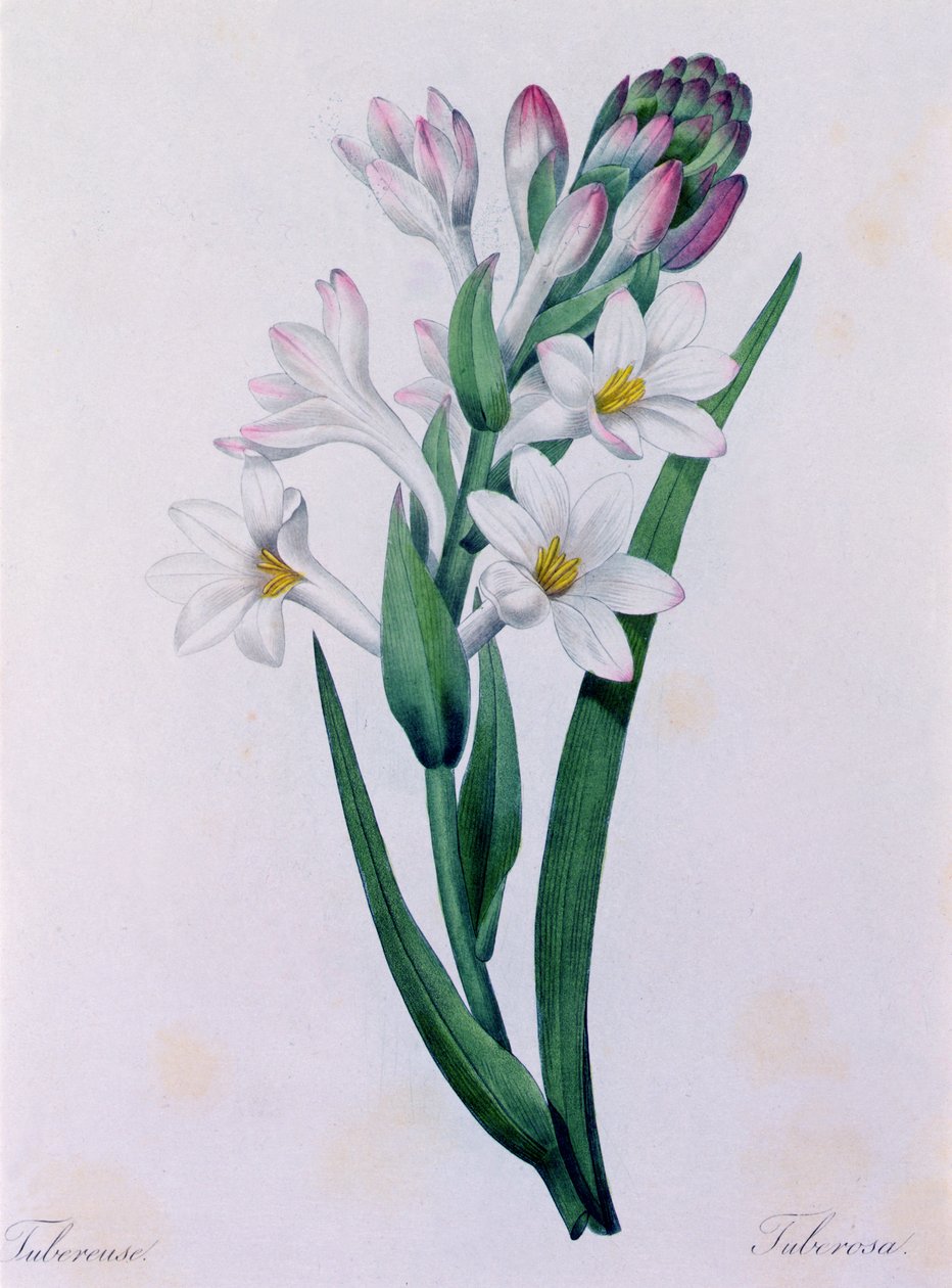 块茎花（彩色雕刻） 作者 皮埃尔·约瑟夫·雷杜特