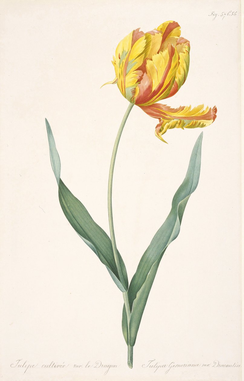 Tulipa Gesneriana var. Dracontia Parrot Tulip , 1816. 作者 皮埃尔·约瑟夫·雷杜特