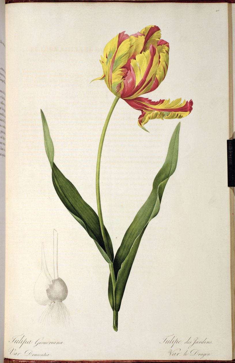 Tulipa gesneriana dracontia，来自
