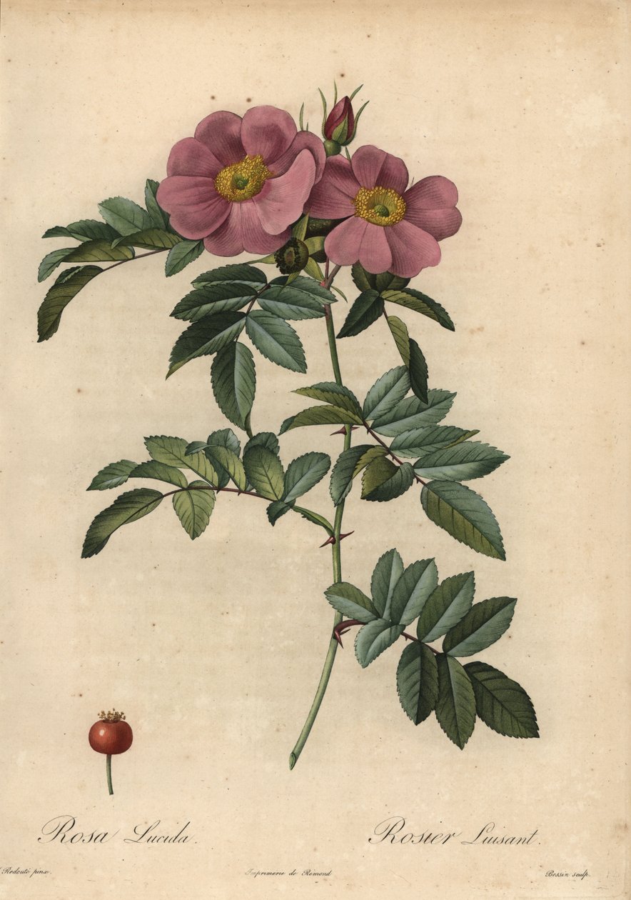 Violet Virginia rose, Rosa virginiana 作者 皮埃尔·约瑟夫·雷杜特
