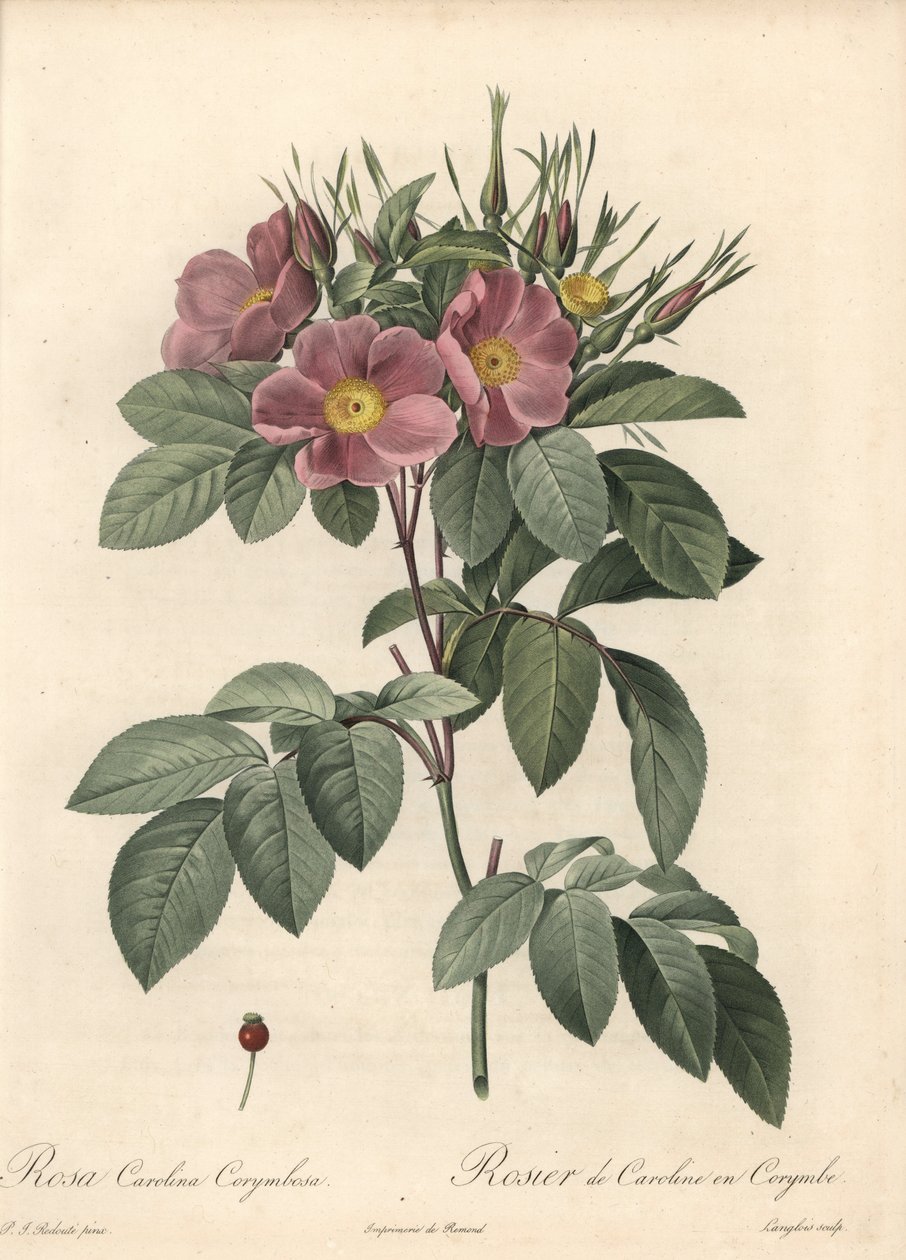 弗吉尼亚玫瑰，深色花朵 - Eau forte de Langlois，基于 Pierre Joseph Redoute (1759-1840) 的插图，来自 Les Roses 作者 皮埃尔·约瑟夫·雷杜特