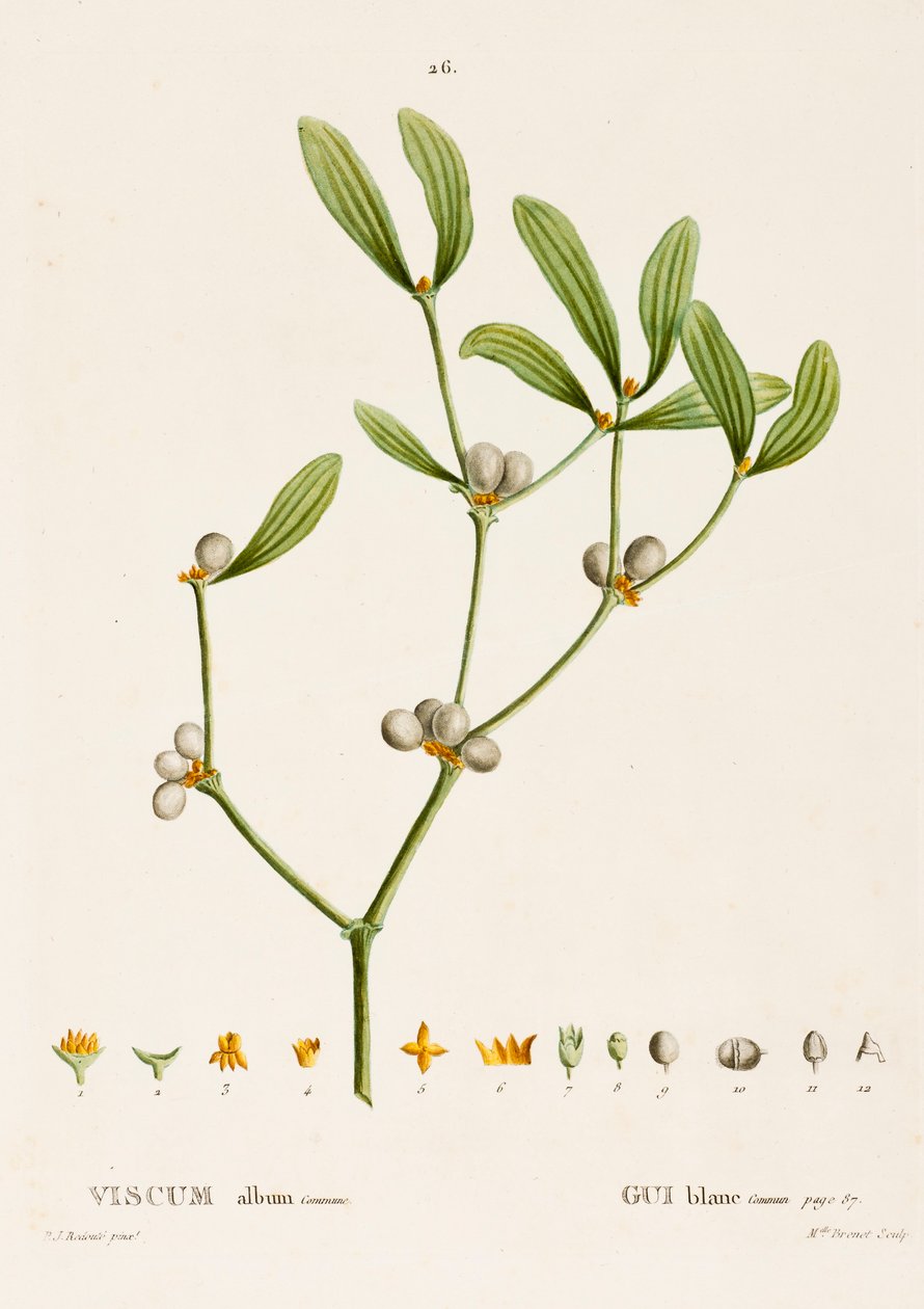Viscum album L. Mistletoe, c1800-1830. 作者 皮埃尔·约瑟夫·雷杜特