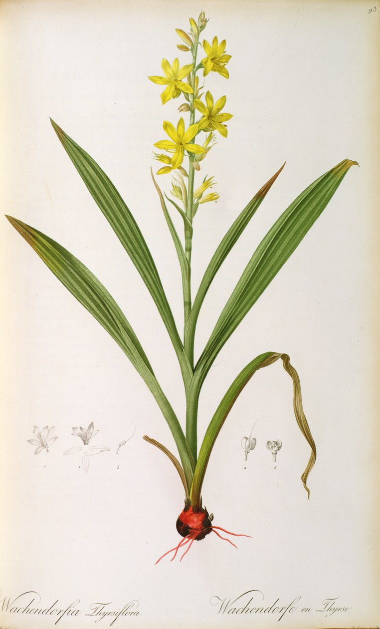 Wachendorfia Thyrsiflora，来自&39;Les Liliacees&39;，c.1805（彩色雕刻） 作者 皮埃尔·约瑟夫·雷杜特