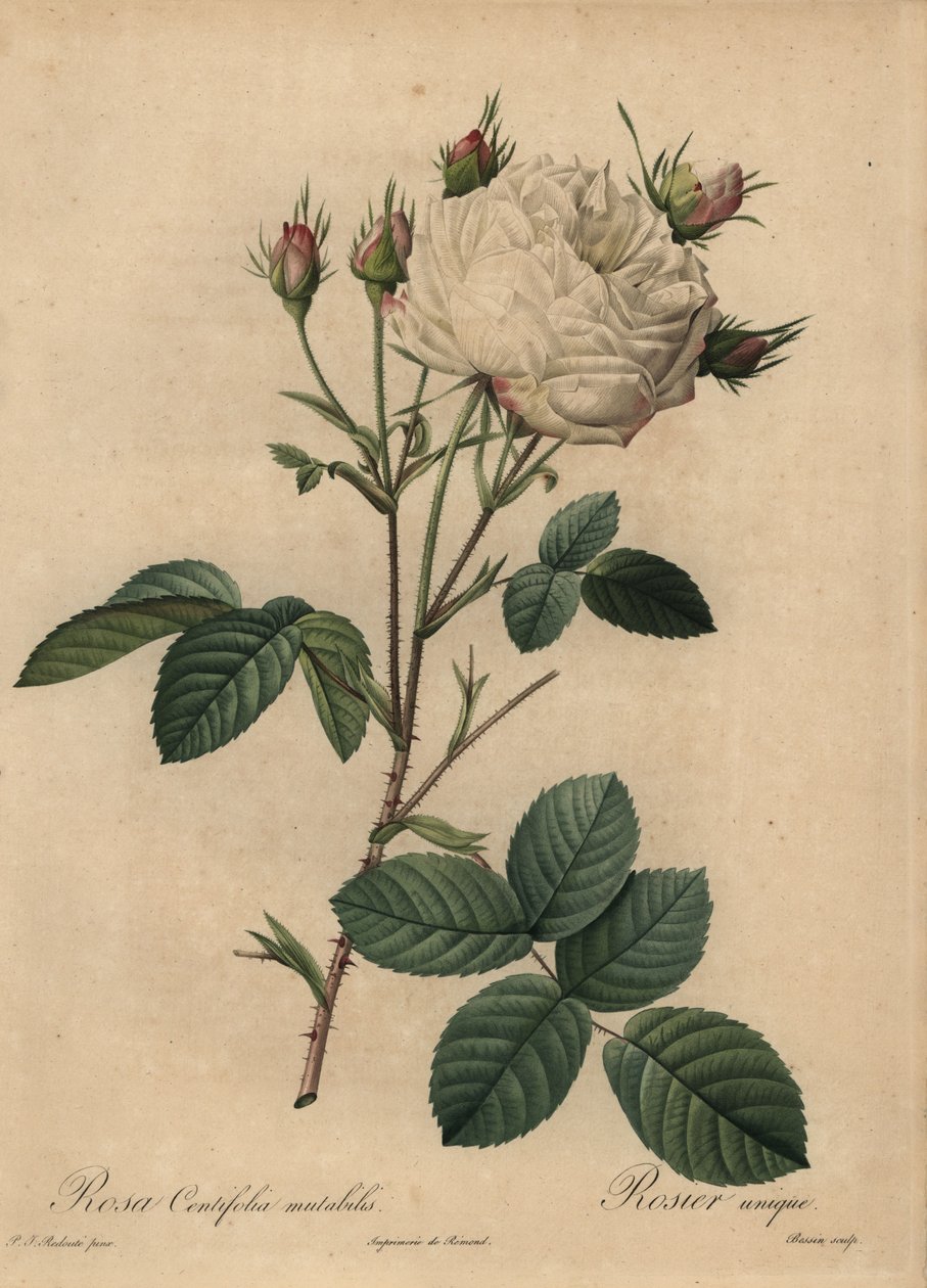 White and pink cabbage rose, Rosa centifolia 作者 皮埃尔·约瑟夫·雷杜特