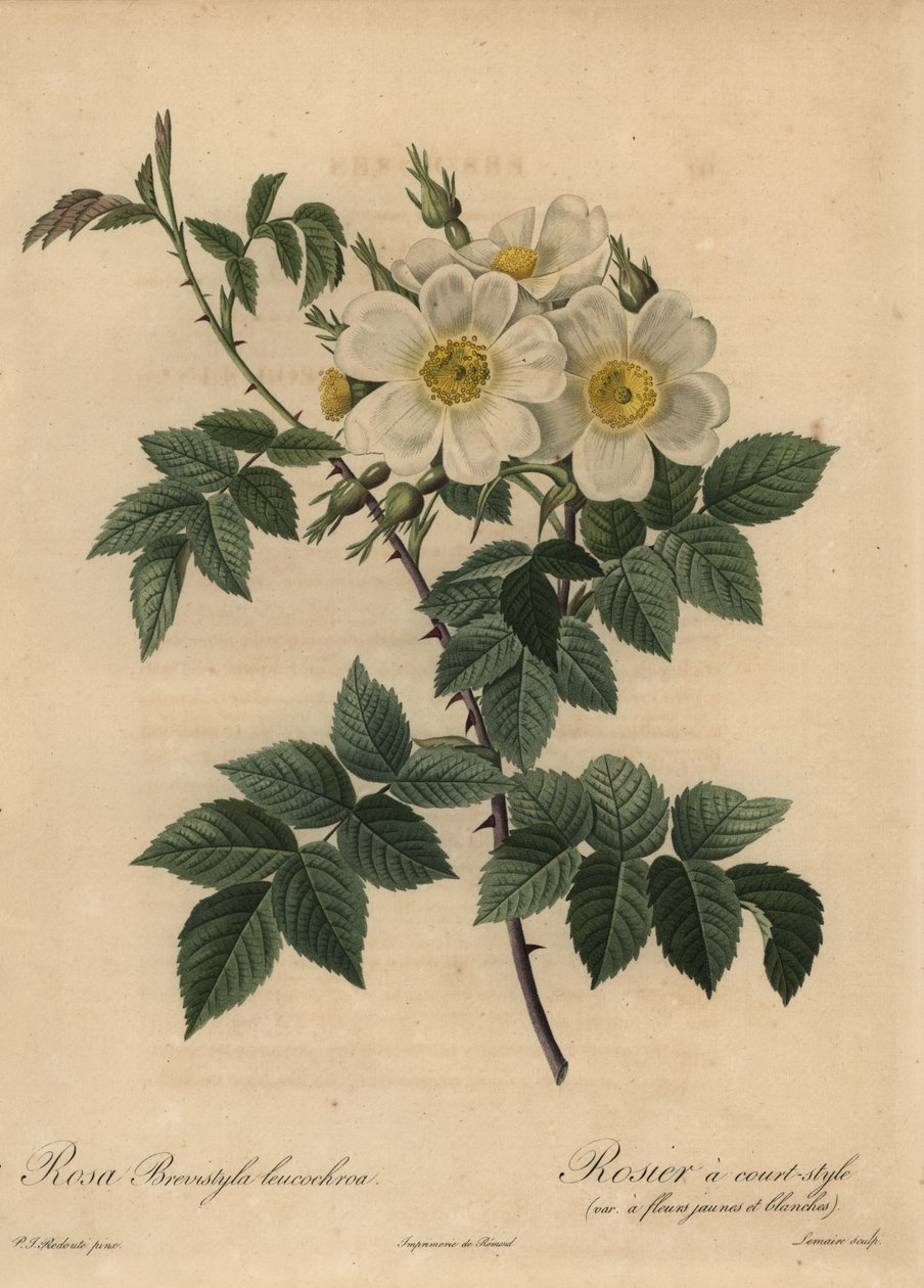White dog rose, Rosa stylosa 作者 皮埃尔·约瑟夫·雷杜特