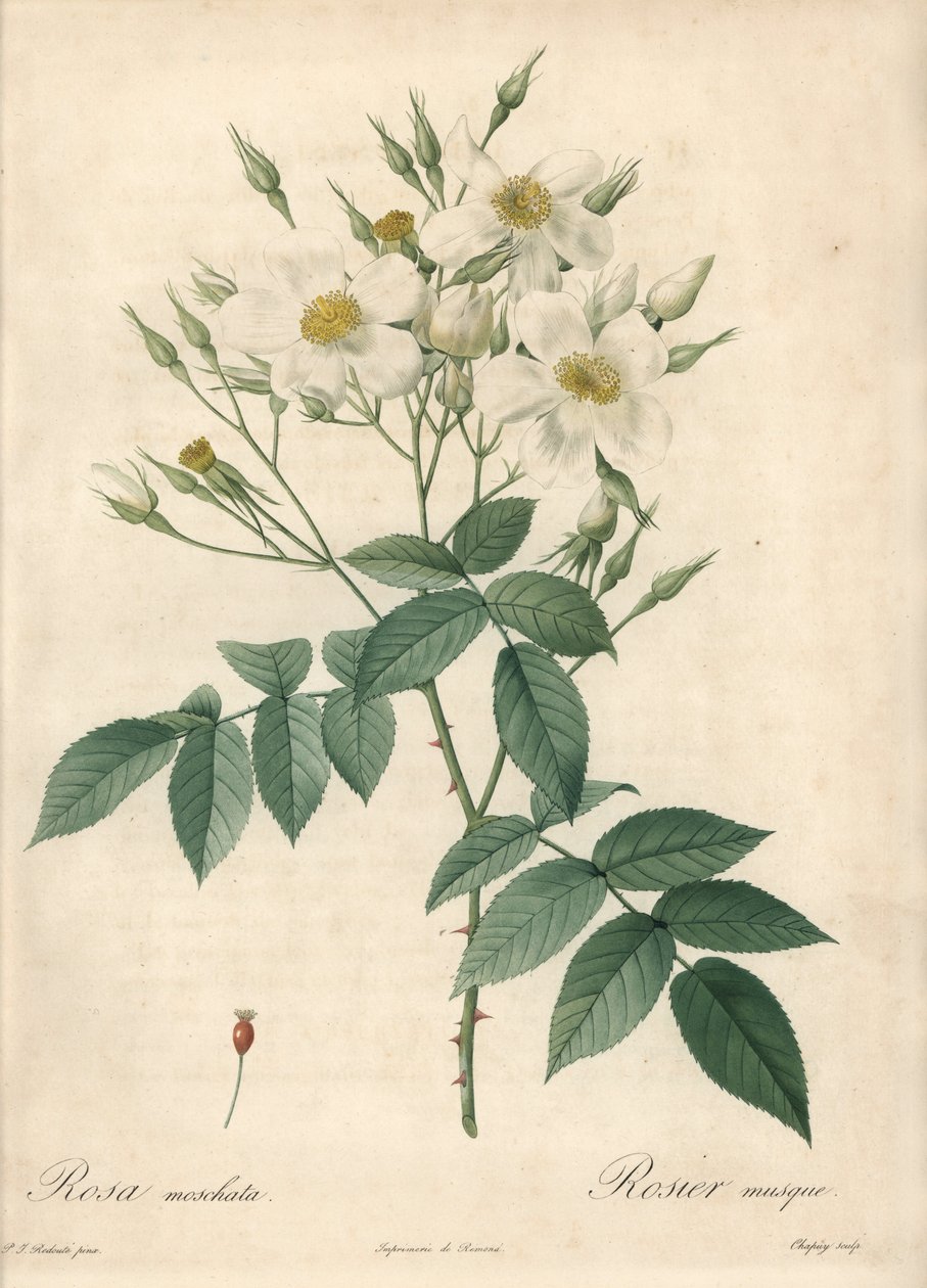 白花麝香玫瑰 - Eau forte de Chapuy，基于 Pierre Joseph Redoute (1759-1840) 的插图，来自 Les Roses 作者 皮埃尔·约瑟夫·雷杜特