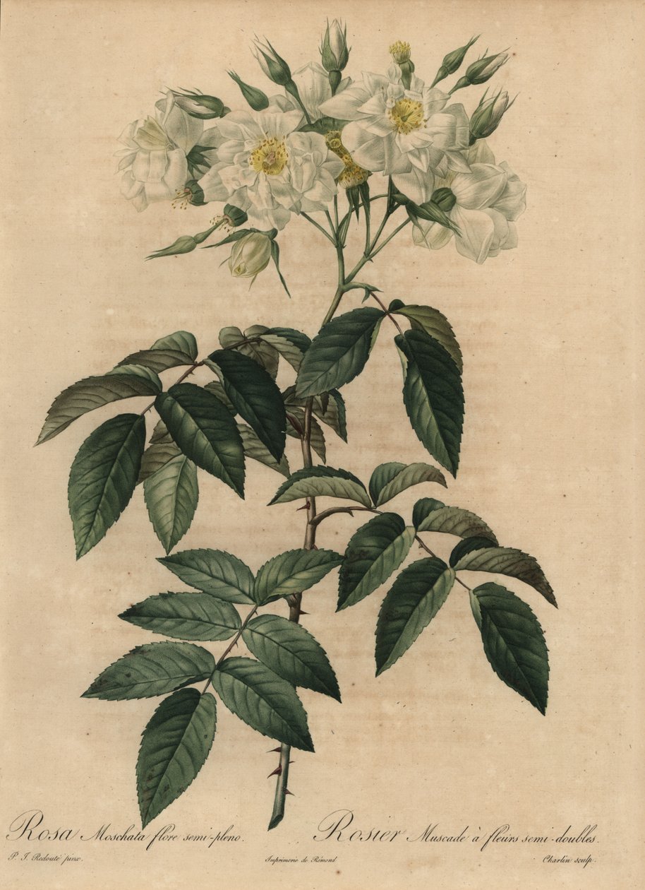 白麝香玫瑰，Rosa moschata 作者 皮埃尔·约瑟夫·雷杜特