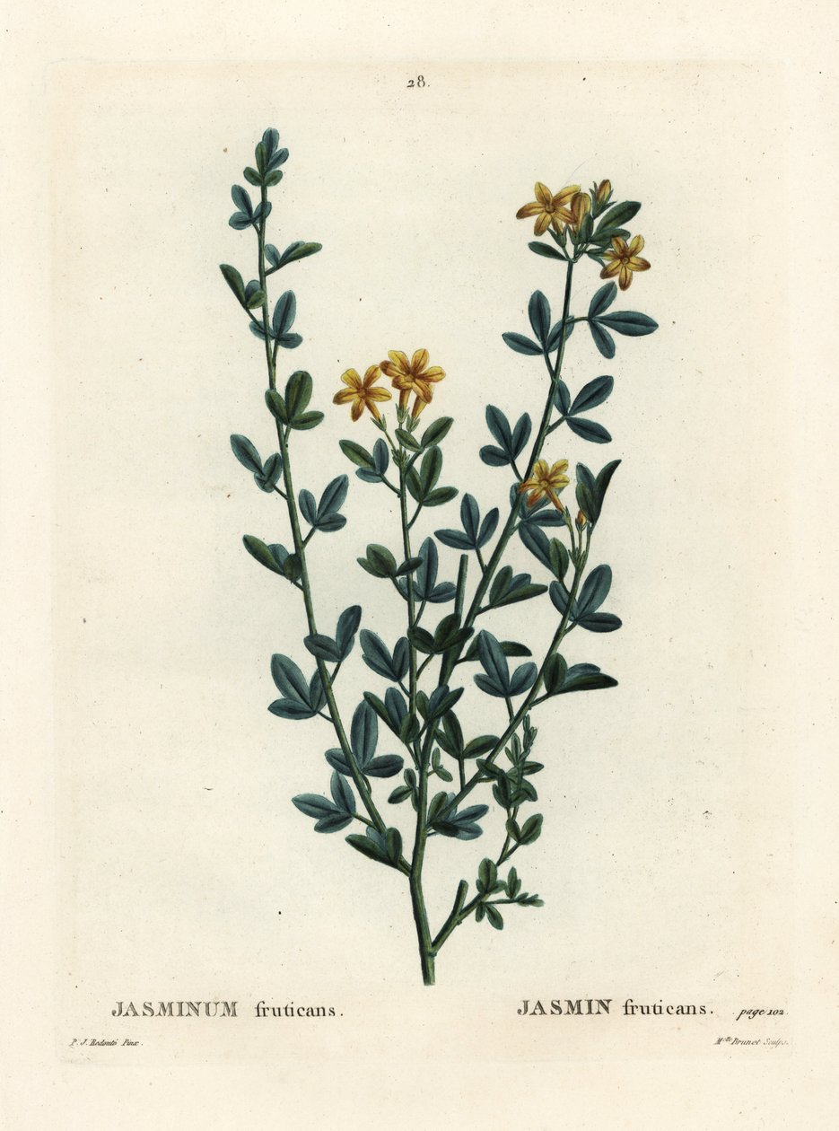 野生或黄色茉莉花、茉莉花。 由巴黎亨利·路易斯·杜哈梅尔·杜·蒙塞尔 (Henri Louis Duhamel du Moncel) 的皮埃尔·约瑟夫·雷杜特 (Pierre-Joseph Redoute) 绘制插图后，布列内小姐 (Miss Brenet) 的手绘点画版画 作者 皮埃尔·约瑟夫·雷杜特