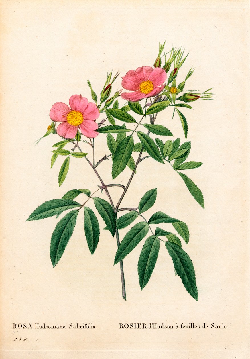 Willow-leaved pink marsh, Rosa palustris, Willow-leaved Hudson rose. Handcoloured stipple copperplate engraving from Pierre Joseph Redoute