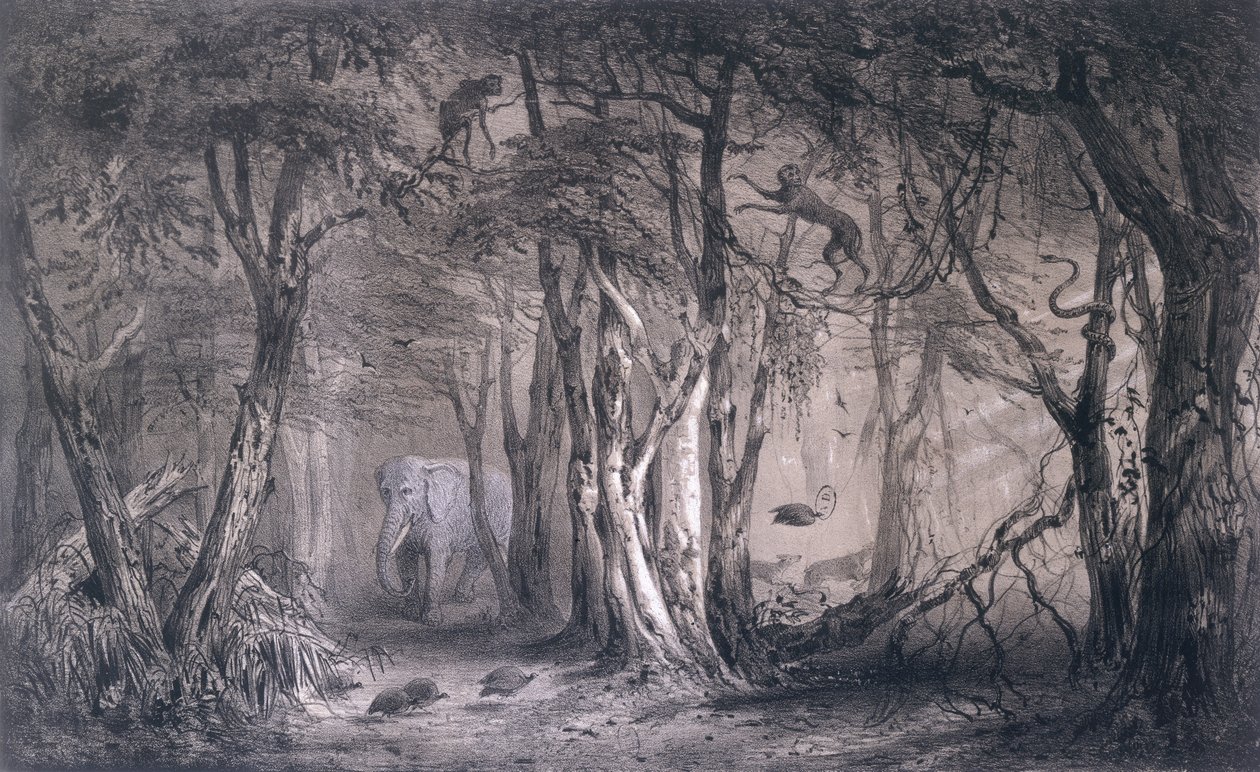 蓝色尼罗河边缘的维尔京森林，来自Voyages au Soudan Oriental et dans lAfrique Septentrionale by Pierre Tremaux（1818-95），由Tirpenne和J. Gaildrau刻，1852年 作者 皮埃尔·特莫