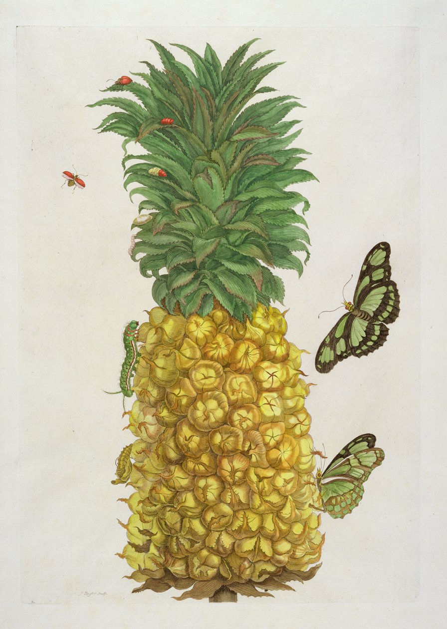 菠萝与毛毛虫和蝴蝶（手工彩色雕刻） 作者 Pieter Sluiter或Sluyter