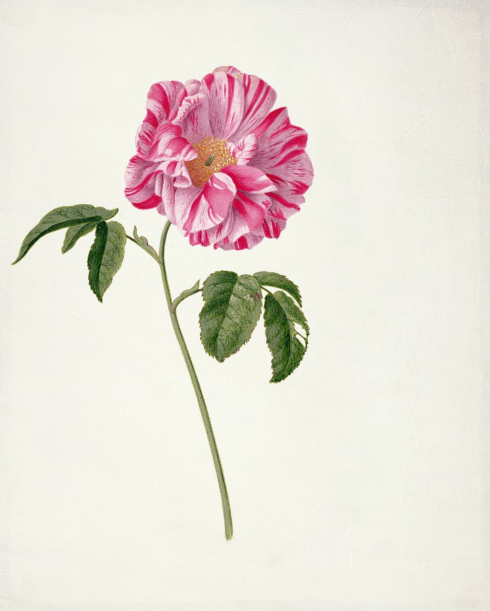 PD.101-1973f.3 Rosa gallica versicolour（Rosa mundi）（牛皮纸上的马桶和水粉） 作者 彼得·威瑟斯（Pieter Withoos）
