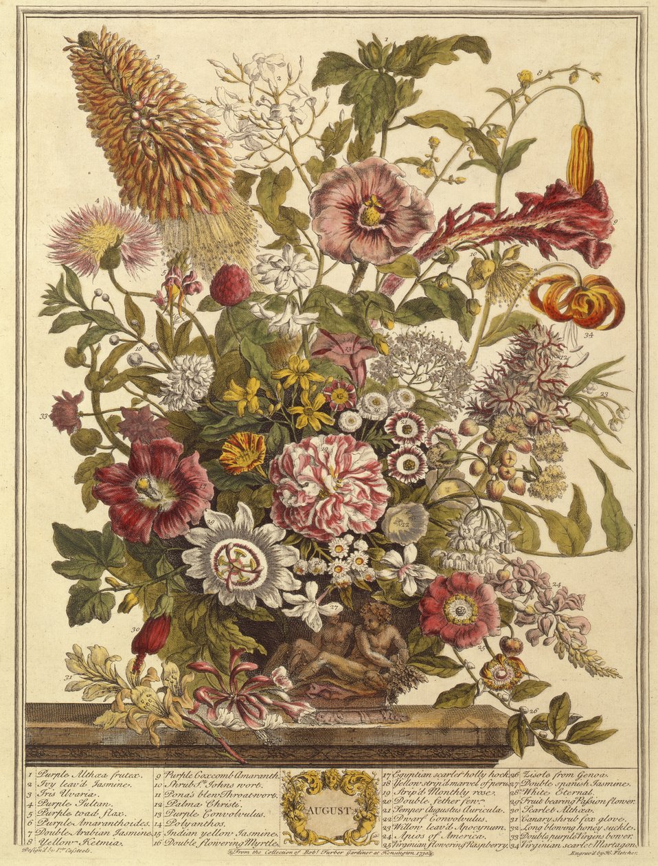 8月，罗伯特·弗伯的“十二个月的花朵”（c.1674-1756）由亨利·弗莱彻（彩色雕刻）雕刻而成 作者 卡斯特之后的彼得