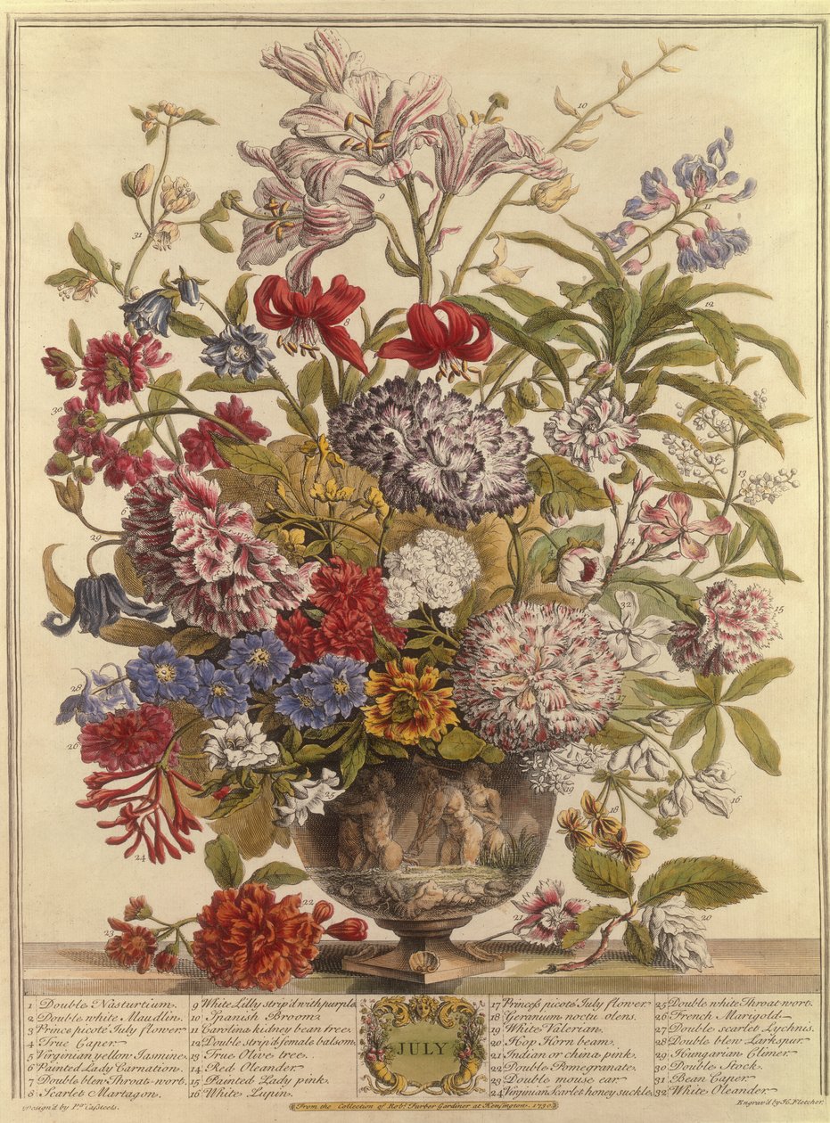 7月，由Robert Furber拍摄的十二个月花（c.1674-1756）由Henry Fletcher雕刻（彩色雕刻） 作者 卡斯特之后的彼得