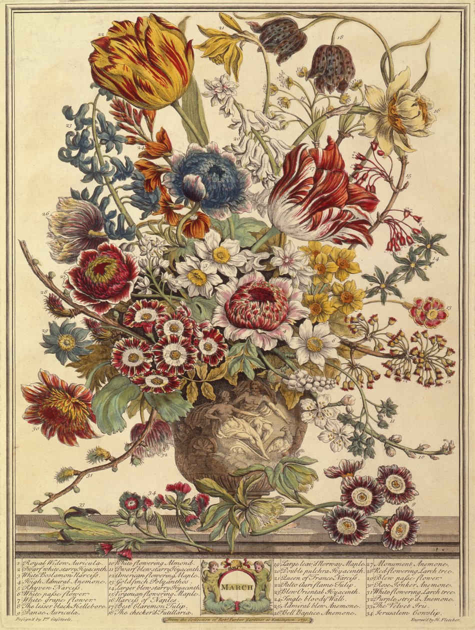 3月，来自罗伯特·弗伯的“十二个月花”（c.1674-1756）由亨利·弗莱彻（彩色雕刻）刻 作者 卡斯特之后的彼得